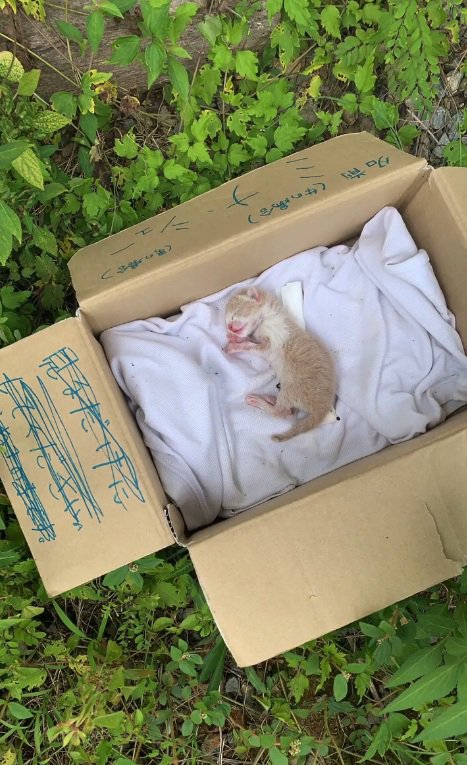 段ボールに捨てられている子猫