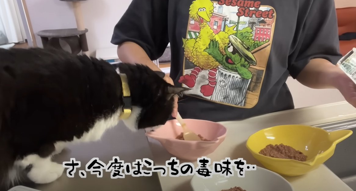 ごはんのお皿に顔を近づける猫