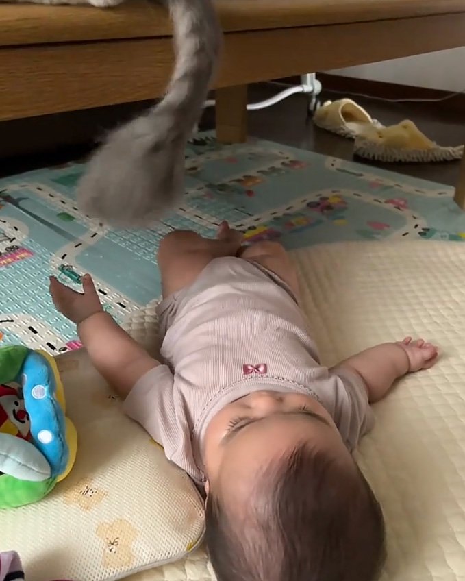 尾を垂らす猫