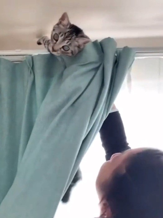カーテンから顔を出す猫