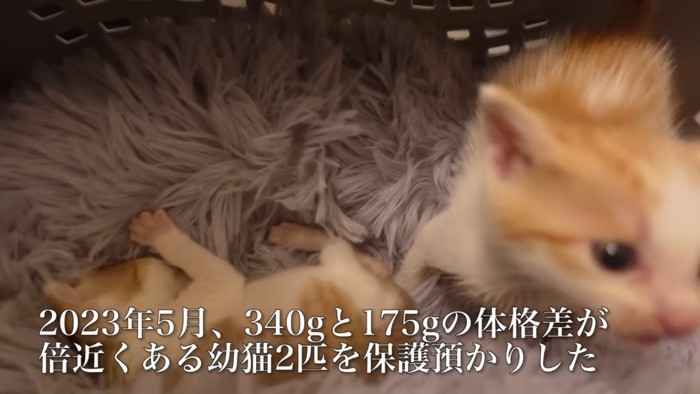 キャリーバッグの中にいる子猫