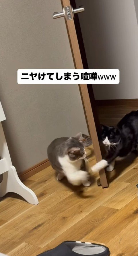 ドア越しに前足を出し合う2匹の猫