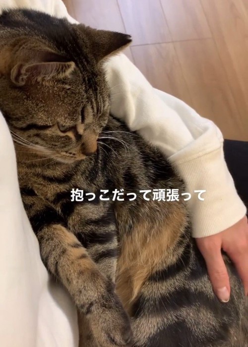 抱っこされる猫