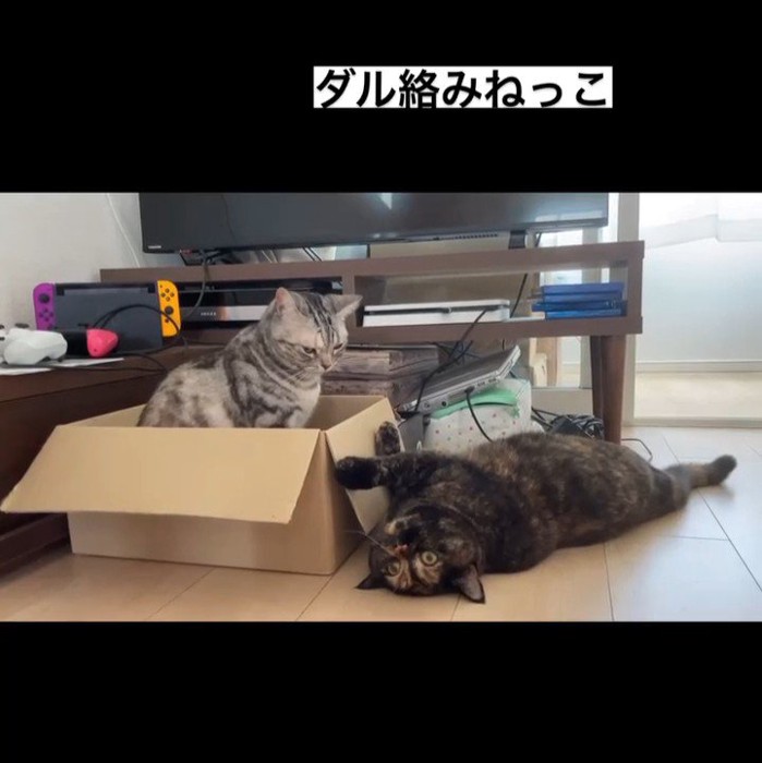 箱の中にいる猫と仰向けの猫