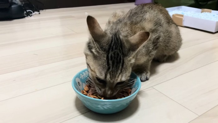 家の中でキャットフードを食べる子猫