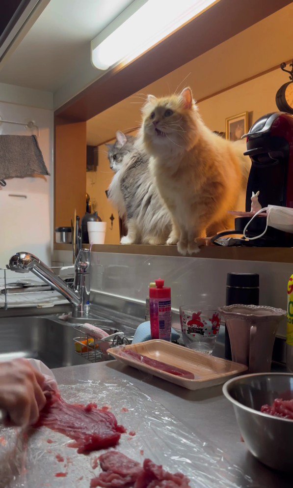 キッチンを見ている猫