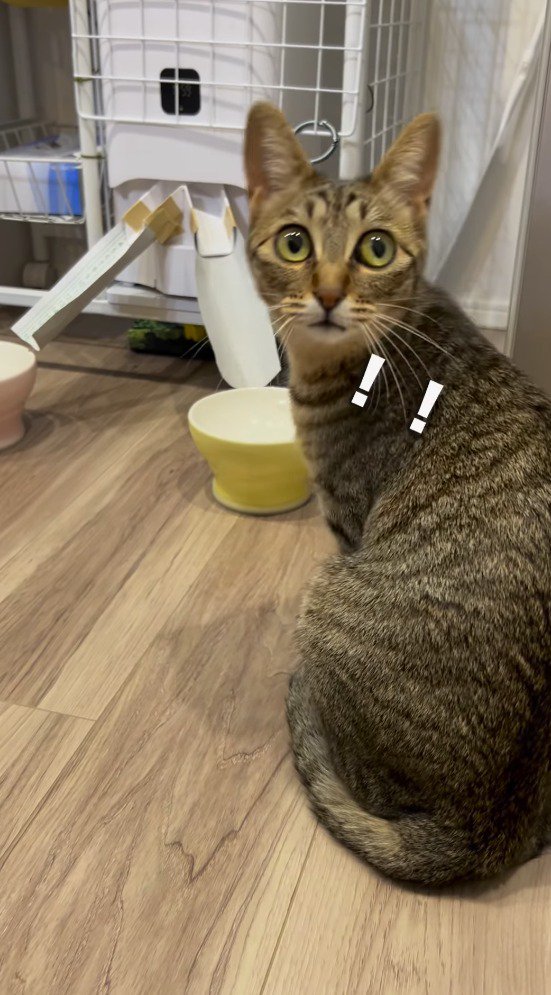 時計をふり返るキジトラ猫