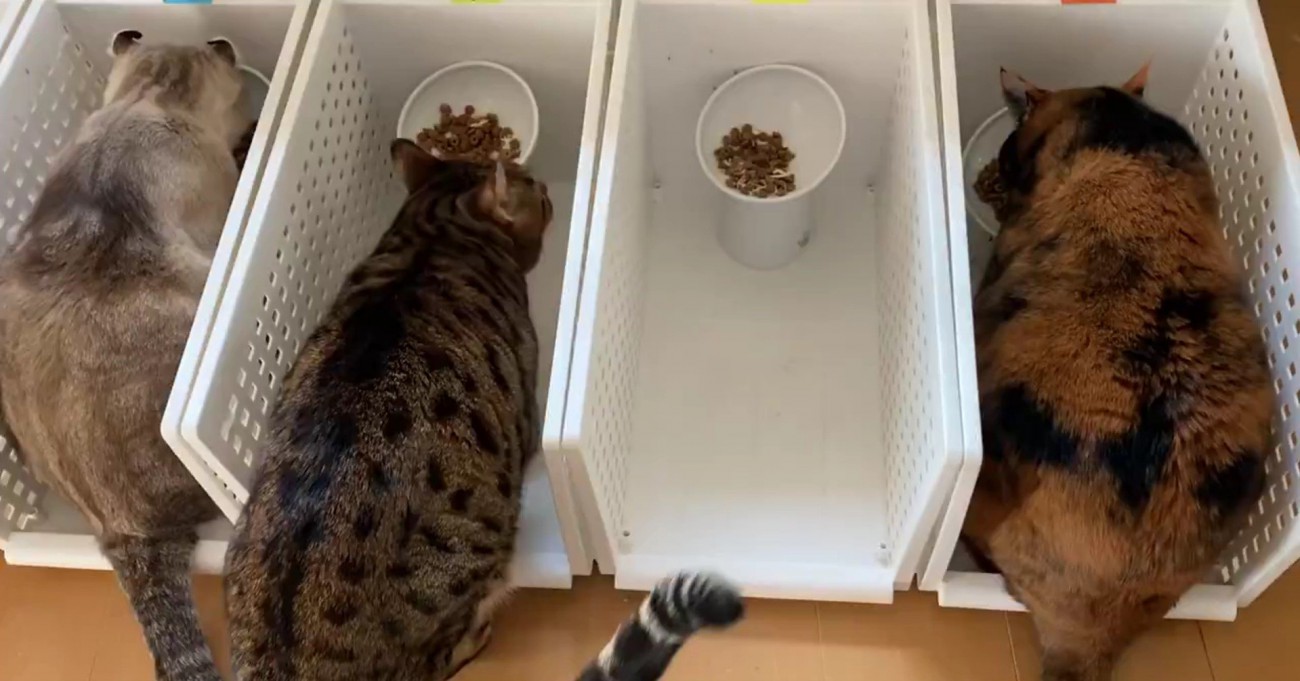 ごはんを食べる猫たち