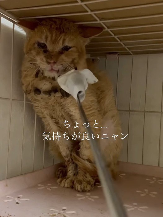 歯ブラシで顔を触られる猫