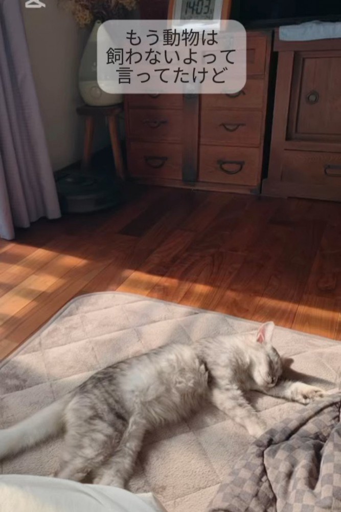 横になって寝る猫