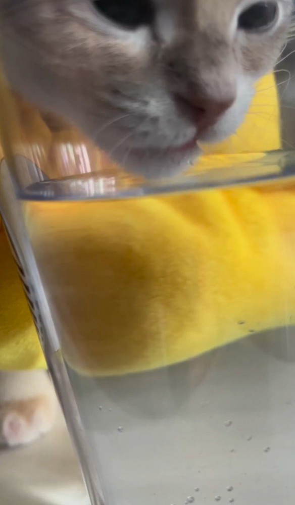 水面の上で口を少し開く猫