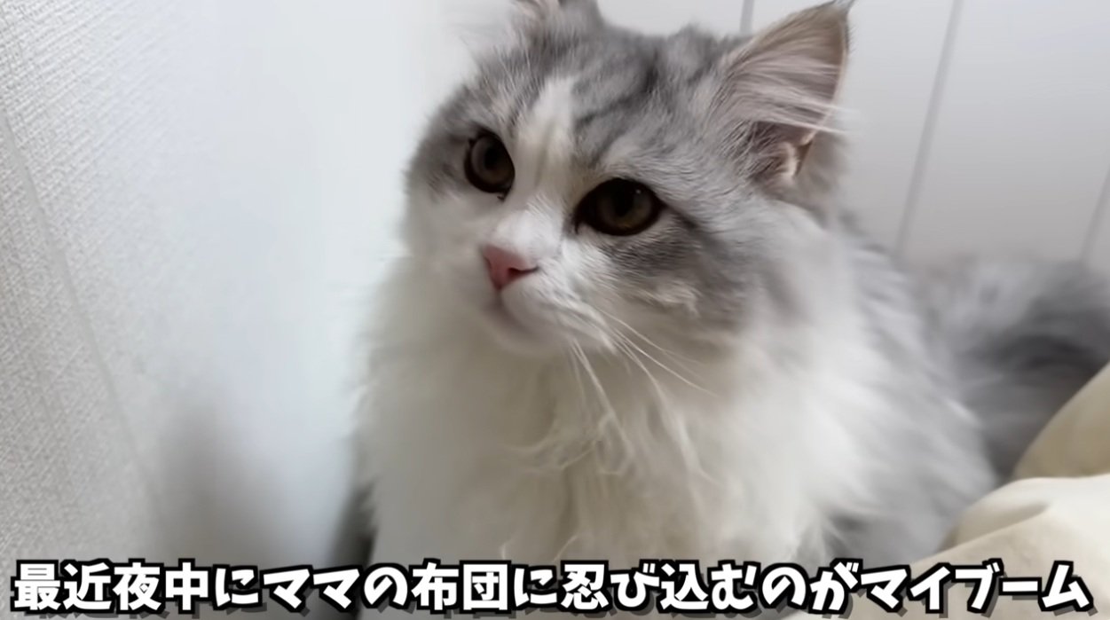長毛種の猫の顔のアップ