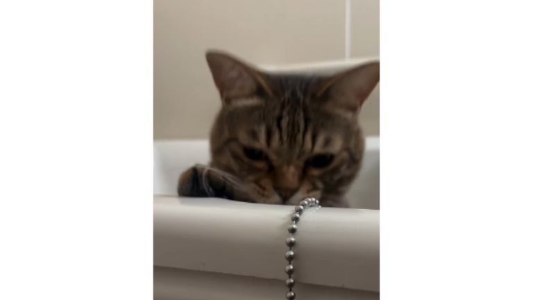 浴槽にいる猫
