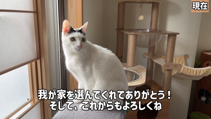 座って振り向く猫