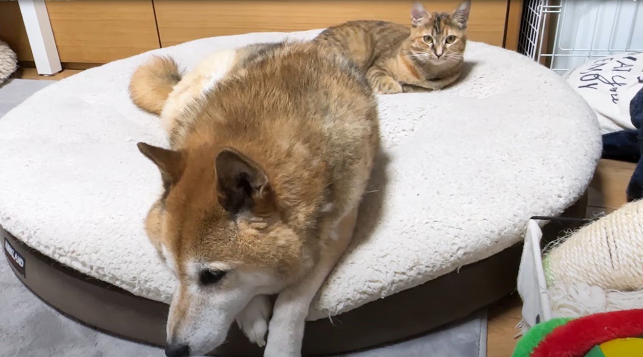 マットの上で寝そべる柴犬と奥に猫