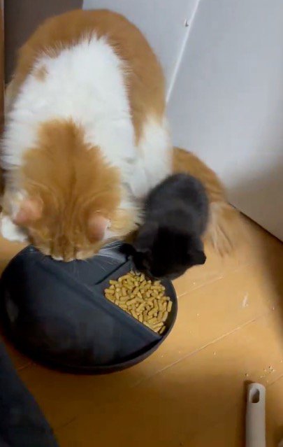 隣に並んでごはんを食べる子猫と茶白猫