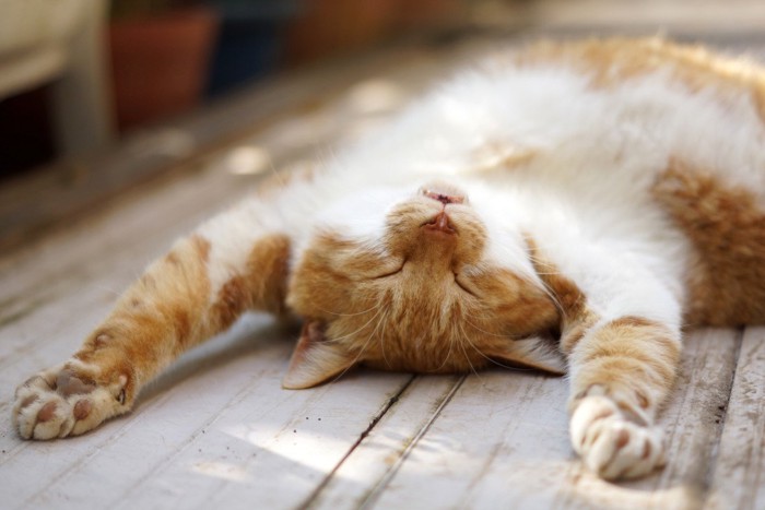 幸せそうに眠る猫