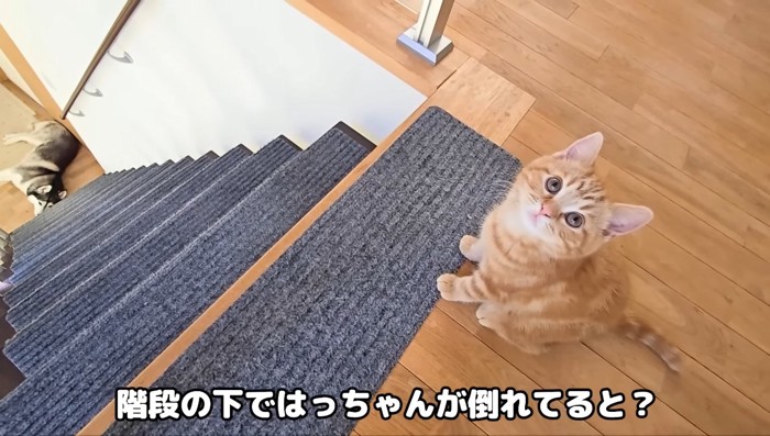 はっちゃんが倒れてる