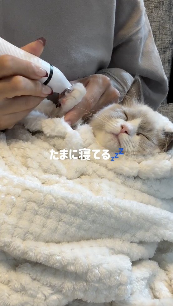 気持ちよさそうに眠る猫