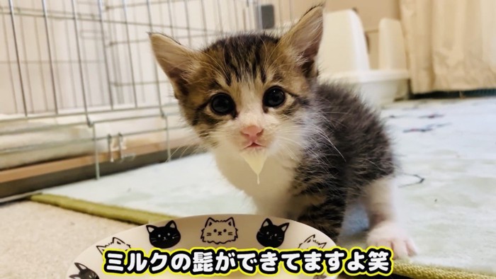 顎からミルクを垂らす子猫