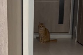 遠くを見つめるちくわくん