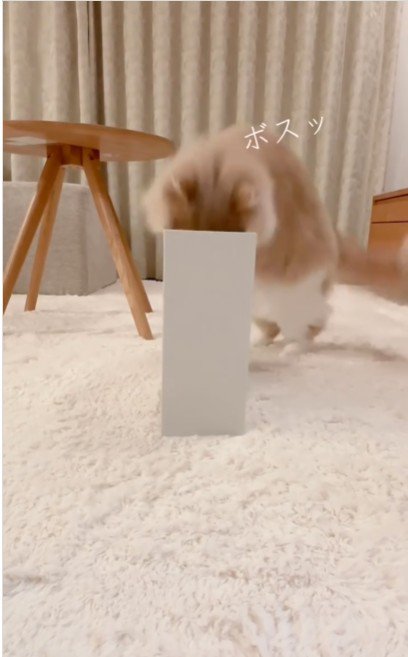 ファイルボックスに入っている猫