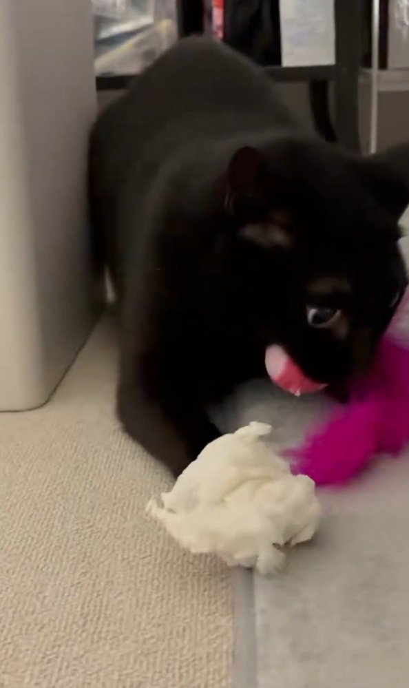 荒ぶる猫