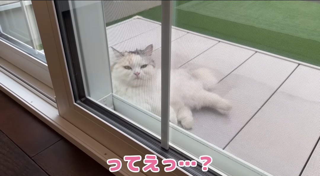 横たわる猫