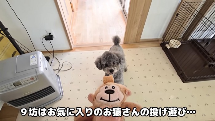 遊ぶ犬
