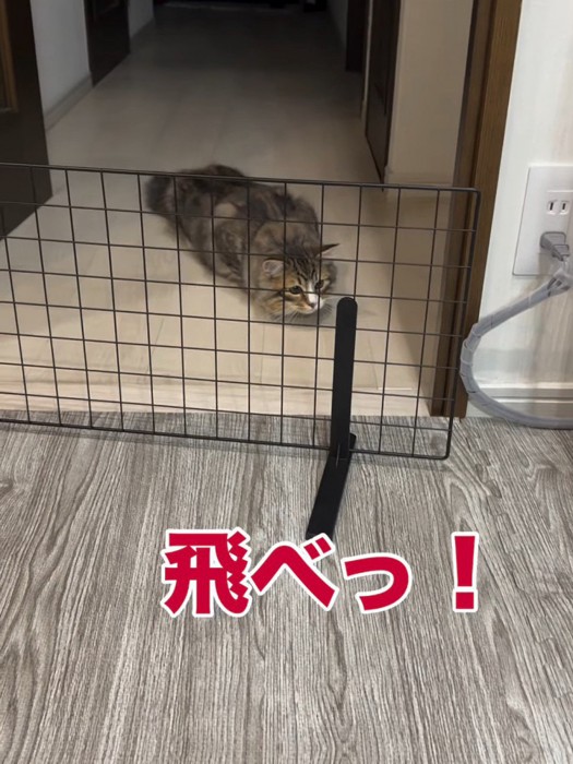 姿勢を低くする猫