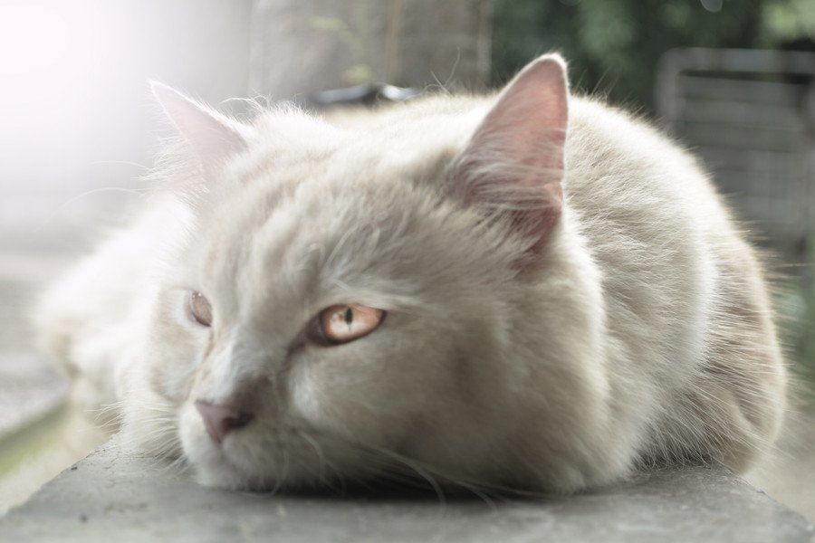 ブルー・ペルシア猫