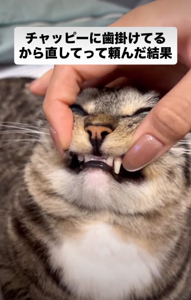 猫の歯