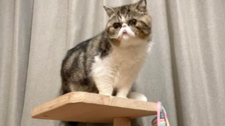 キャットタワーに登っている猫