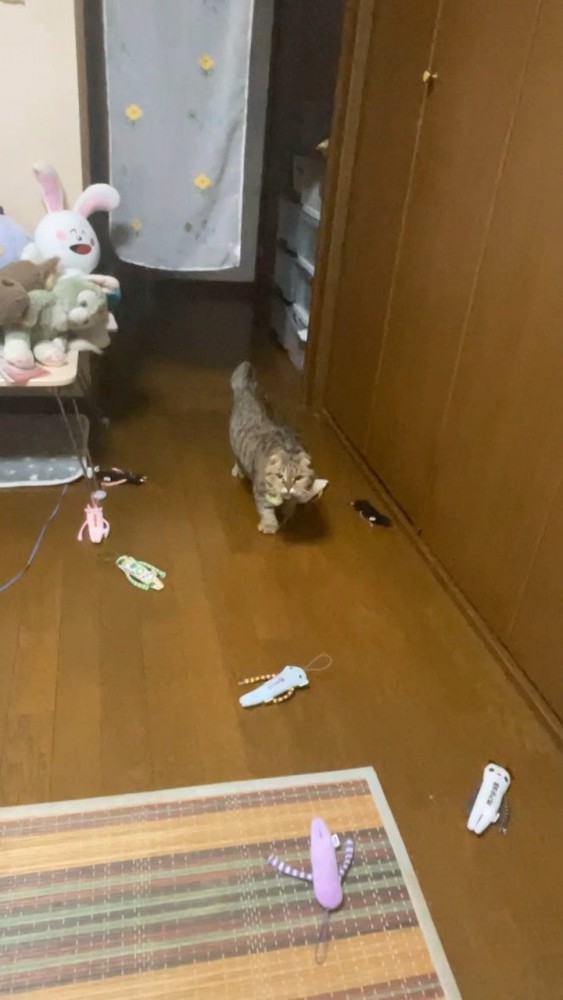 おもちゃを運ぶ猫さん