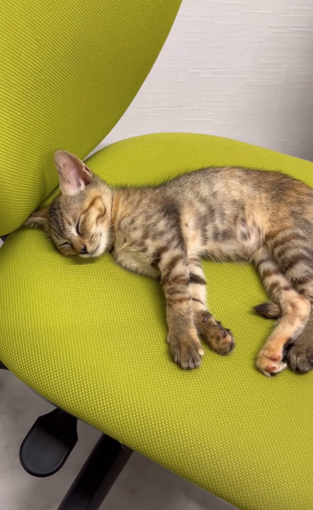 椅子で眠る子猫