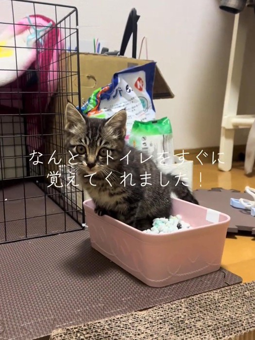 トイレにいる子猫