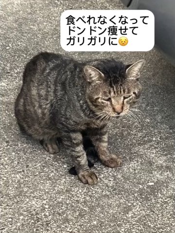 コンクリートの上でお座りをしている猫