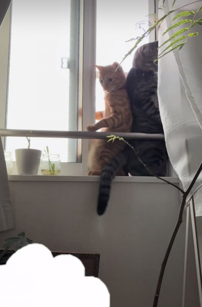 開いた窓のスペースに入るキジトラ猫と茶トラ猫