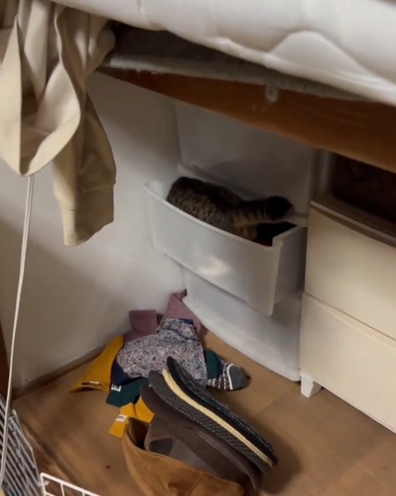 タンスに入る猫