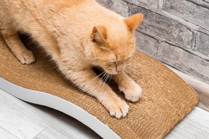 爪とぎ器を愛用中の猫