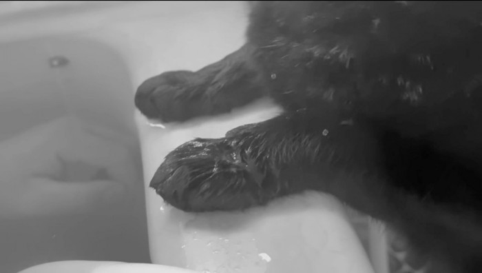 浴槽のお湯で濡れてしまった猫の前足