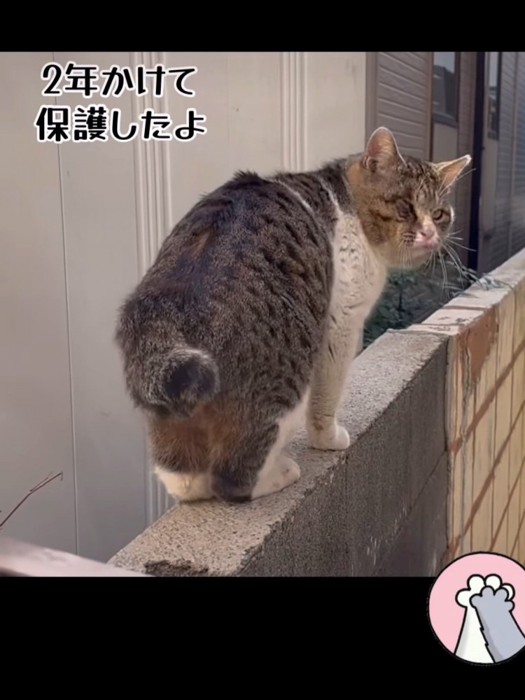 振り向く猫