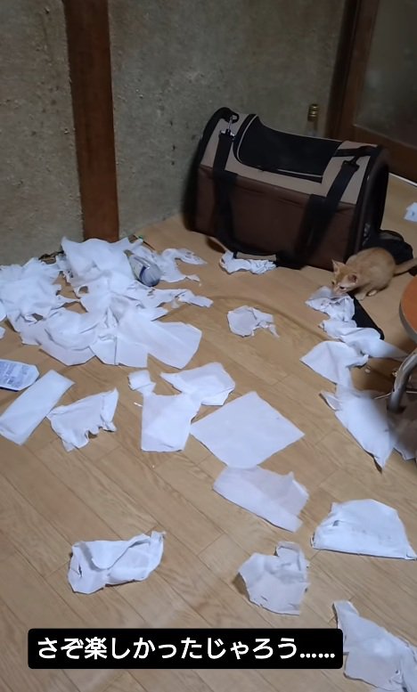 ティッシュで遊ぶ猫
