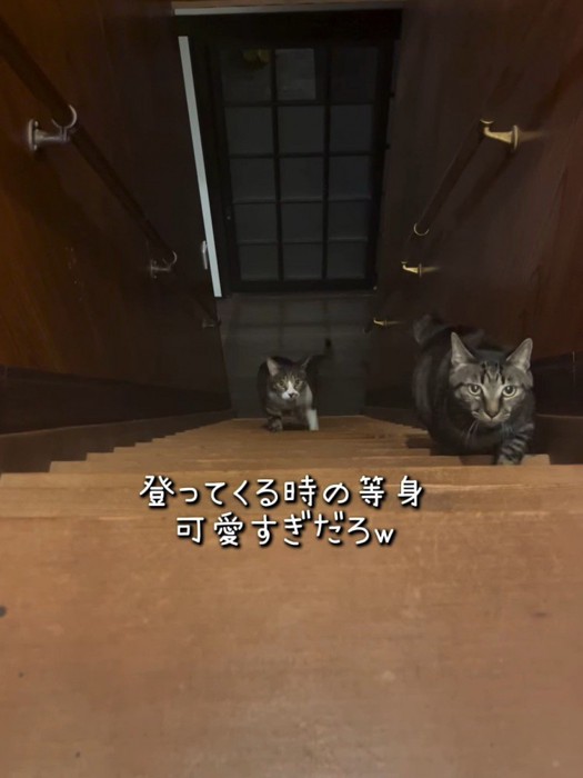 階段を上る2匹の猫