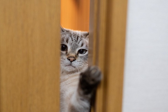 ドアをあけようとする猫