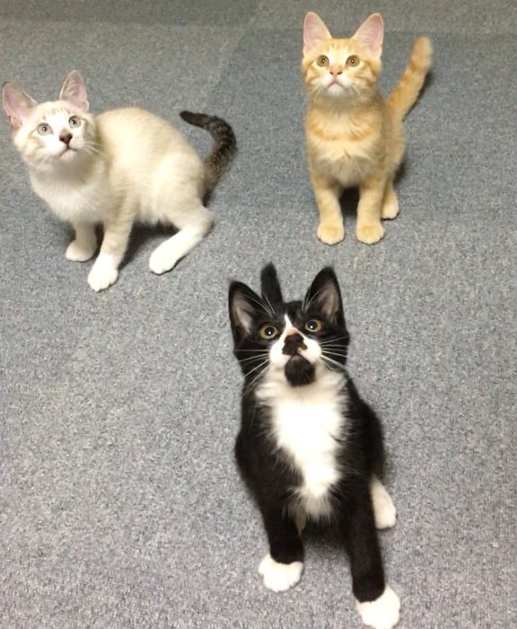 見上げる子猫