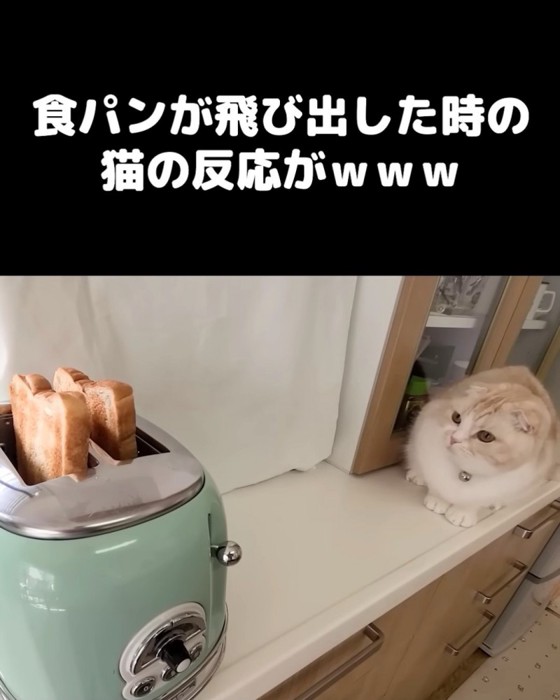 焼けた食パンを見る猫