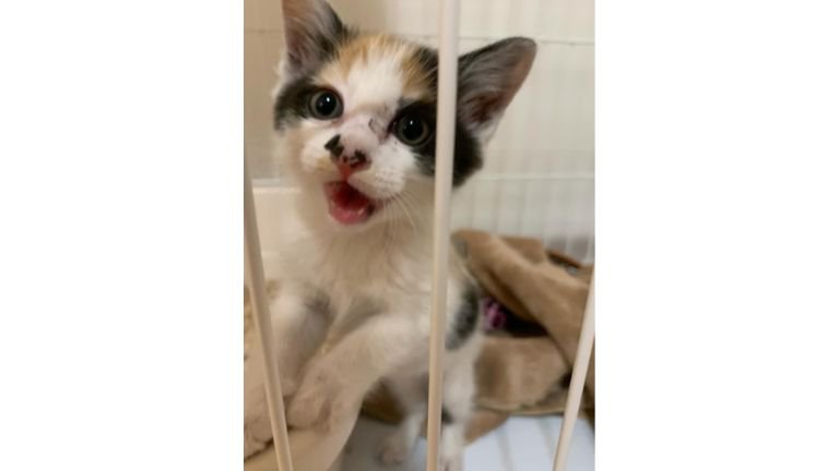 ケージにいる猫