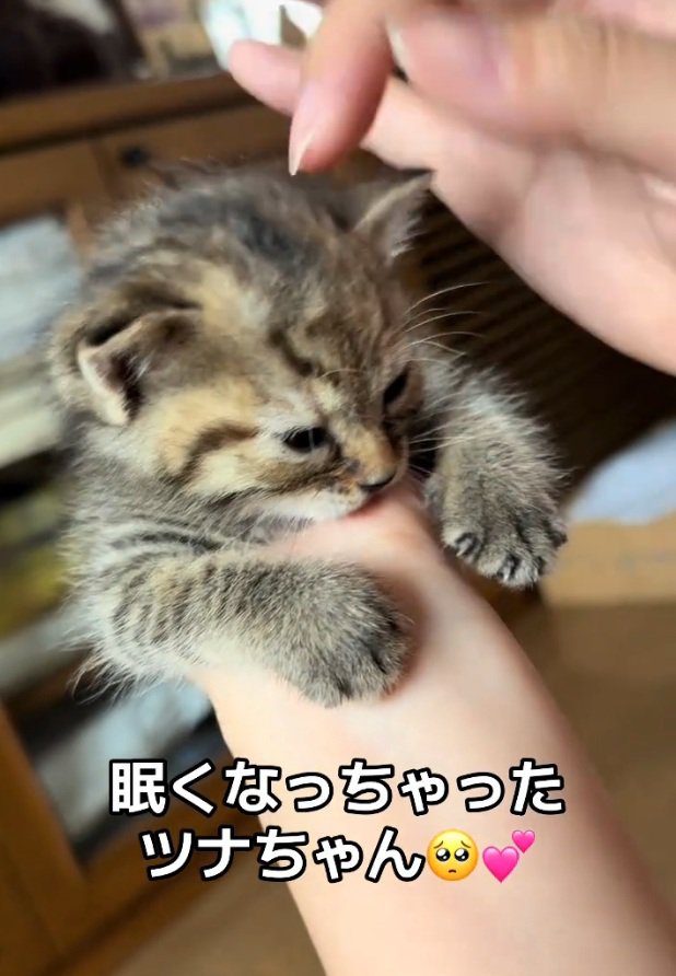 お腹がいっぱいのツナちゃん