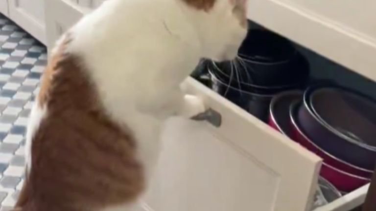 引き出しに手をかける猫